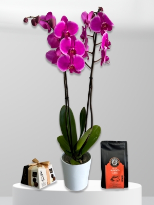 İki Dal Mor Orkide & Çikolata & Kahve