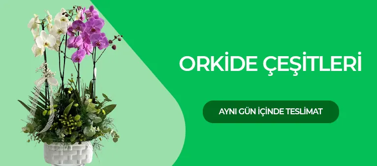 Orkide - Orkide Fiyatları