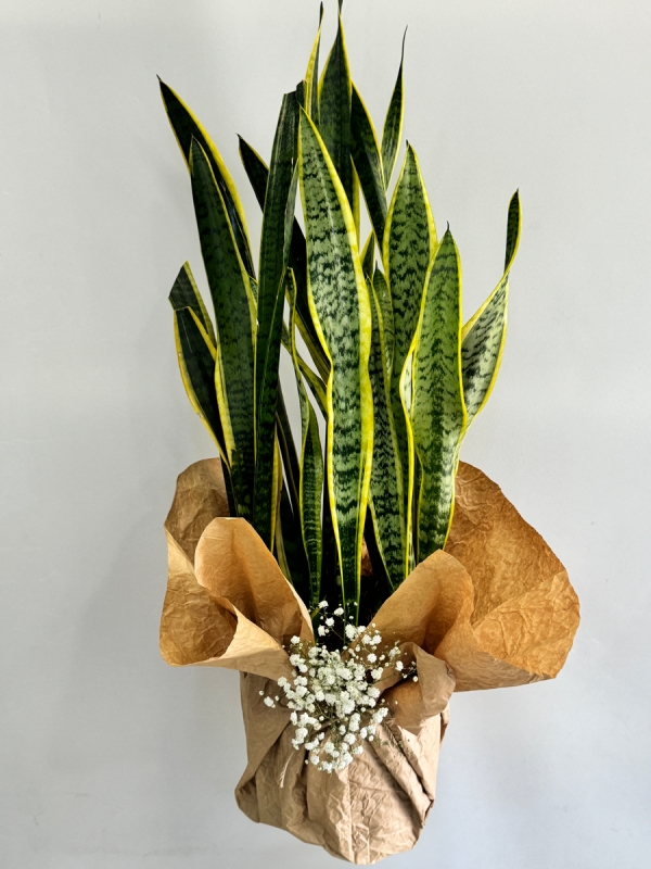 Kılıç Çiçeği ( Sansevieria Trifasciata - Paşa Kılıcı ) 80 -100 cm